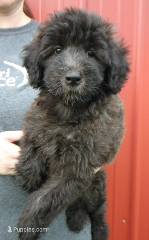 Standard size Bristol, a female Whoodle for sale in Joplin, MO – 1 of 3
