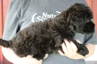 Mini Skyler, a female Whoodle for sale in Joplin, MO – 2 of 3