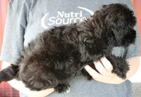 Mini Scarlett, a female Whoodle for sale in Joplin, MO – 2 of 3