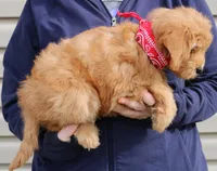 f1b Mini Ruby, a female Miniature Goldendoodle for sale in Joplin, MO – Photo 2 of 3