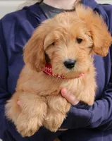f1b Mini Ruby, a female Miniature Goldendoodle for sale in Joplin, MO – Photo 1 of 3