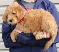 f1b Mini Ruby, a female Miniature Goldendoodle for sale in Joplin, MO – Photo 3 of 3