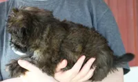 Mini Shorty, a female Whoodle for sale in Joplin, MO – 2 of 3