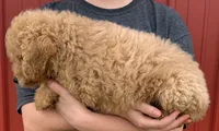F1B Mini Prince, a male Miniature Goldendoodle for sale in Joplin, MO – 2 of 3
