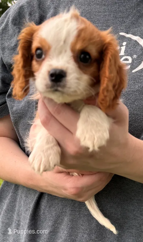 Little Max – Cavalier King Charles Spaniel puppy for sale in Joplin, MO