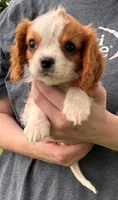 Little Max, a male Cavalier King Charles Spaniel for sale in Joplin, MO – 1 of 3