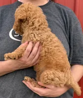 F1B Mini Preston, a male Miniature Goldendoodle for sale in Joplin, MO – 2 of 3