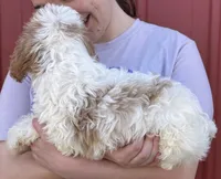 Harper, a female Cavapoo for sale in Joplin, MO – 2 of 3