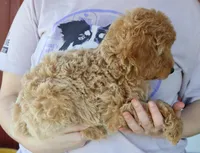 F1b Journey, a female Miniature Goldendoodle for sale in Joplin, MO – 3 of 4
