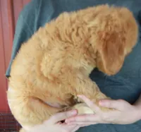 F1B Piper, a female Goldendoodle for sale in Joplin, MO – 3 of 3