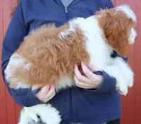 Kai, a male Cavapoo for sale in Joplin, MO – Photo 2 of 3