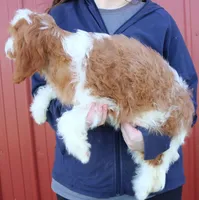 Kai, a male Cavapoo for sale in Joplin, MO – Photo 3 of 3