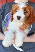 Kai, a male Cavapoo for sale in Joplin, MO – Photo 1 of 3