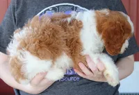 Kai, a male Cavapoo for sale in Joplin, MO – Photo 3 of 3