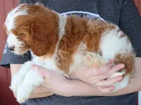 Kai, a male Cavapoo for sale in Joplin, MO – Photo 2 of 3