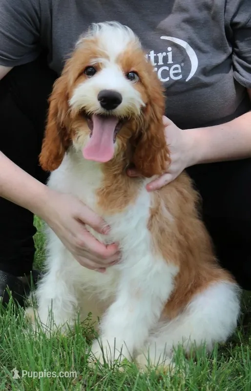 Kai – Cavapoo puppy for sale in Joplin, MO