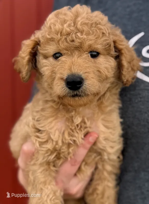 F1B Mini Preston – Miniature Goldendoodle puppy for sale in Joplin, MO