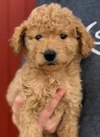 F1B Mini Preston, a male Miniature Goldendoodle for sale in Joplin, MO – 1 of 3