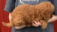 Penny, a female Cavapoo for sale in Joplin, MO – Photo 2 of 3
