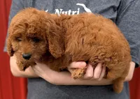 Penny, a female Cavapoo for sale in Joplin, MO – Photo 3 of 3
