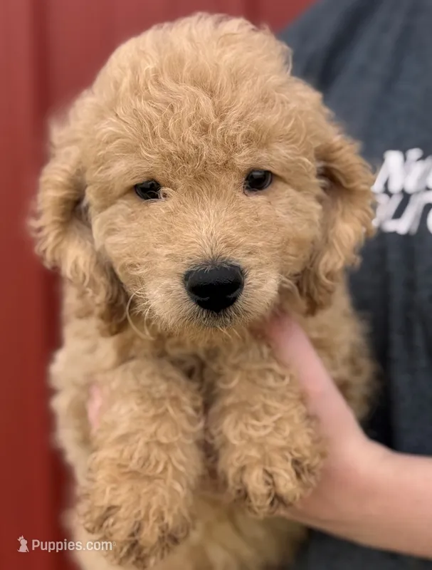 F1B Mini Prince – Miniature Goldendoodle puppy for sale in Joplin, MO