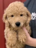 F1B Mini Prince, a male Miniature Goldendoodle for sale in Joplin, MO – 1 of 3
