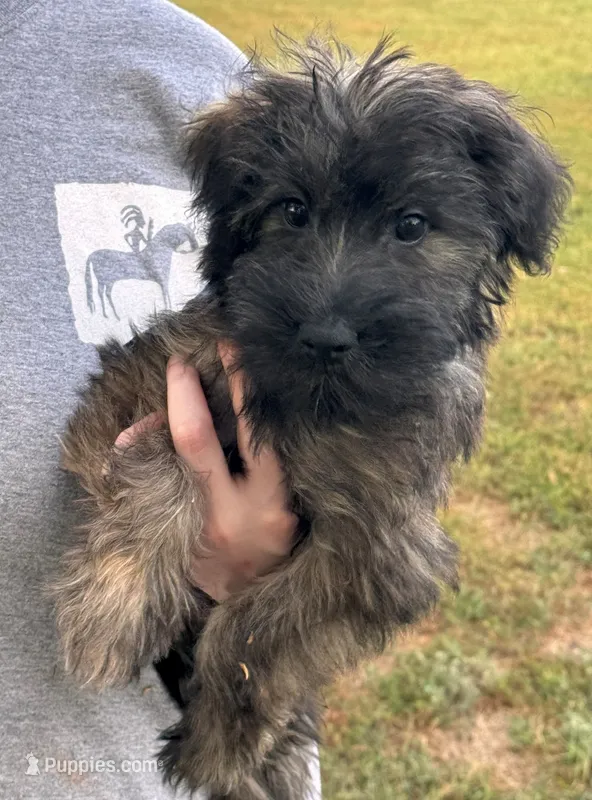 Mini Shorty – Whoodle puppy for sale in Joplin, MO