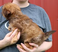 Mini Isabel, a female Whoodle for sale in Joplin, MO – 3 of 3