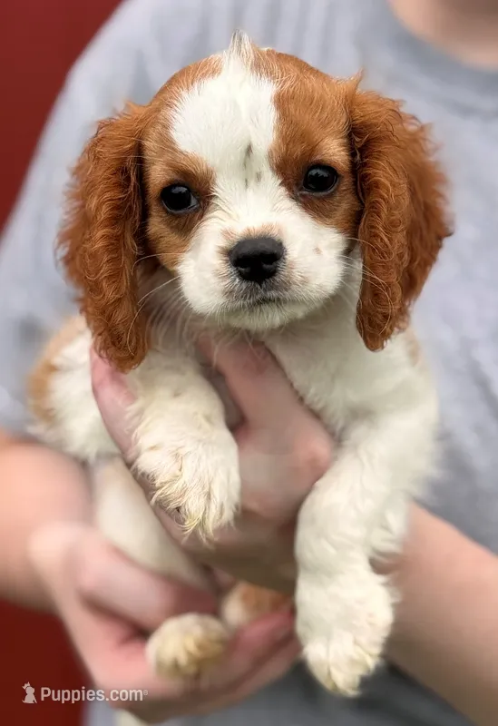 Little Max – Cavalier King Charles Spaniel puppy for sale in Joplin, MO