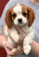 Little Max, a male Cavalier King Charles Spaniel for sale in Joplin, MO – 3 of 6