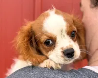 Little Max, a male Cavalier King Charles Spaniel for sale in Joplin, MO – 2 of 6