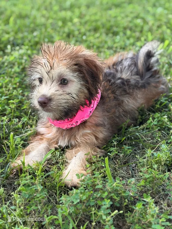 Mini Isabel – Whoodle puppy for sale in Joplin, MO