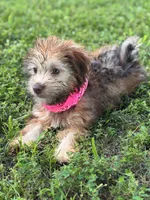 Mini Isabel Green eyes, a female Whoodle for sale in Joplin, MO – 2 of 6