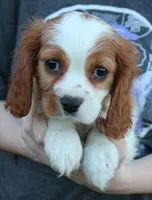 processed/1e3caf1a-694e-477d-96d8-6ff4e70ffc02/listing/29c9ac19-4485-4f13-9462-e7e9f816abdf/a4e57a7d-b451-4cd6-8cc4-f9e7f4061940