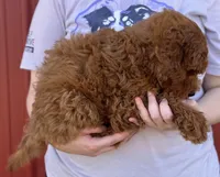 f1b Mini Milton SWEET Boy, a male Whoodle for sale in Joplin, MO – 4 of 4