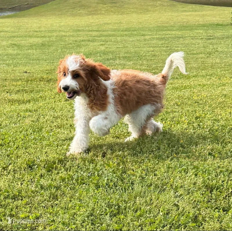 Kai – Cavapoo puppy for sale in Joplin, MO