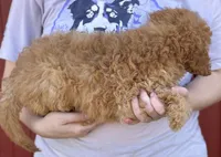 f1b Mini Macy green eyes, a female Whoodle for sale in Joplin, MO – 2 of 3