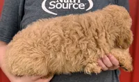 F1B Mini Prince, a male Miniature Goldendoodle for sale in Joplin, MO – 3 of 3