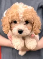 Porter, a female Cavapoo for sale in Joplin, MO – Photo 1 of 3