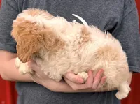 Porter, a female Cavapoo for sale in Joplin, MO – Photo 3 of 3