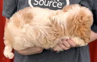 Porter, a female Cavapoo for sale in Joplin, MO – Photo 2 of 3