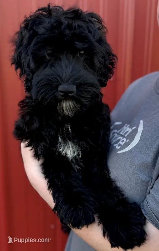 Mini Scarlett – Whoodle puppy for sale in Joplin, MO