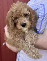 Hayden, a female Cavapoo for sale in Joplin, MO – 2 of 4