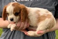 Little Max, a male Cavalier King Charles Spaniel for sale in Joplin, MO – 2 of 3