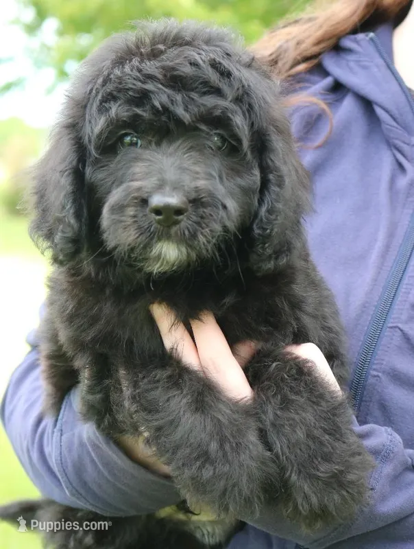 Mini Wyatt – Miniature Aussiedoodle puppy for sale in Joplin, MO