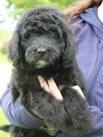 Mini Wyatt, a male Miniature Aussiedoodle for sale in Joplin, MO – 1 of 3