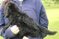 Mini Wyatt, a male Miniature Aussiedoodle for sale in Joplin, MO – 3 of 3