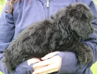 Mini Wyatt, a male Miniature Aussiedoodle for sale in Joplin, MO – 2 of 3