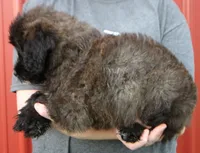 Standard size Bella, a female Whoodle for sale in Joplin, MO – 2 of 3