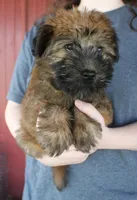 Theo, a male Soft Coated Wheaten Terrier for sale in Joplin, MO – 1 of 3